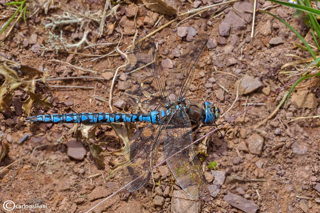 Aeshna caerulea + identificazione