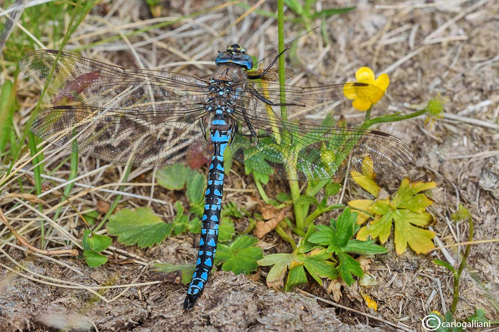 Aeshna caerulea + identificazione