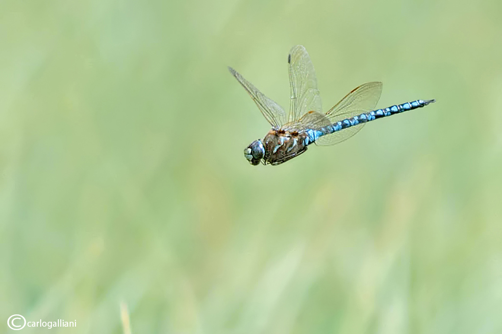 Aeshna caerulea + identificazione