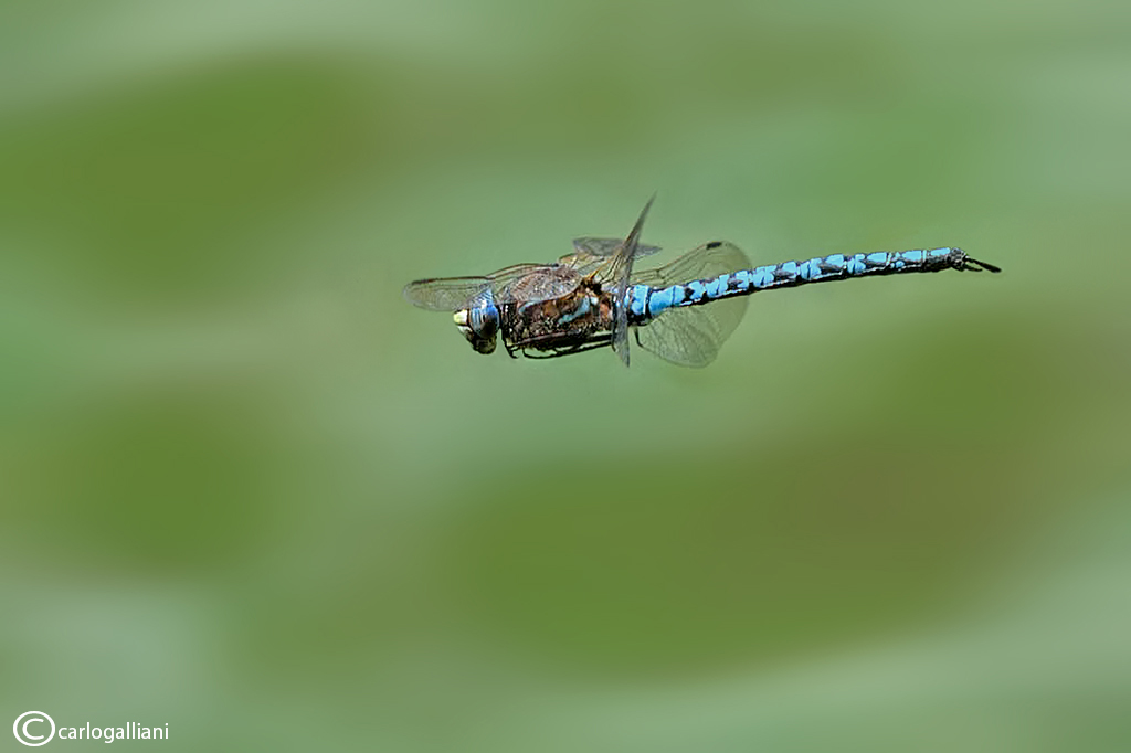 Aeshna caerulea + identificazione