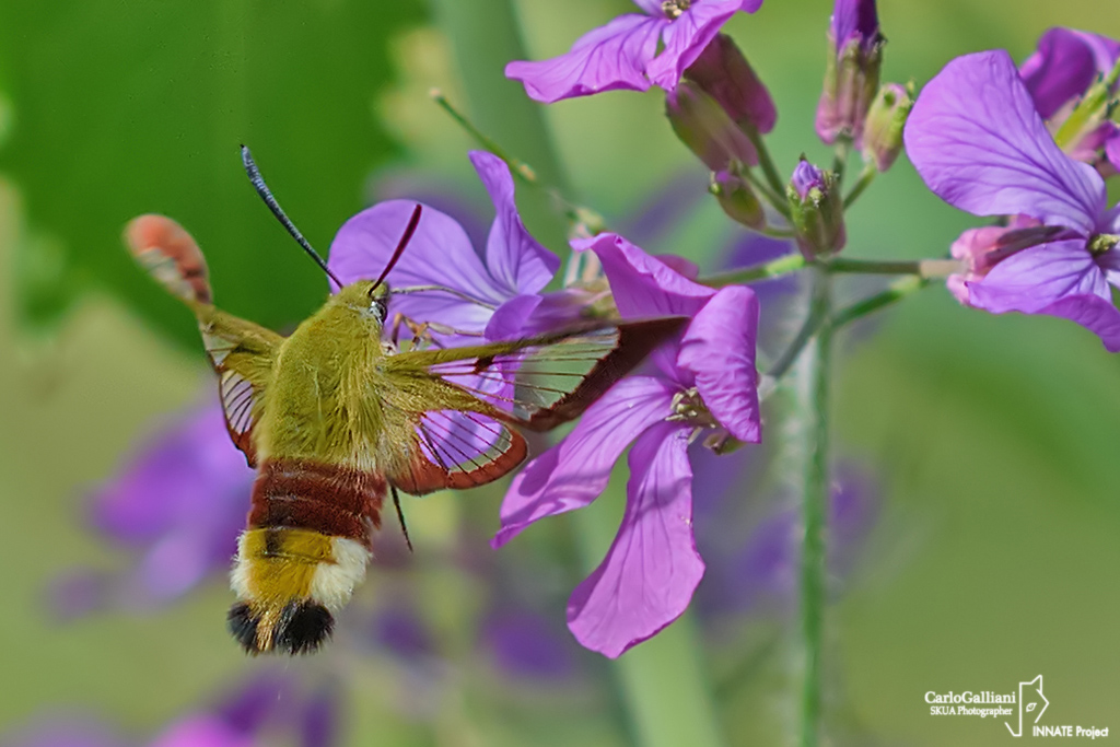 Hemaris fuciformis