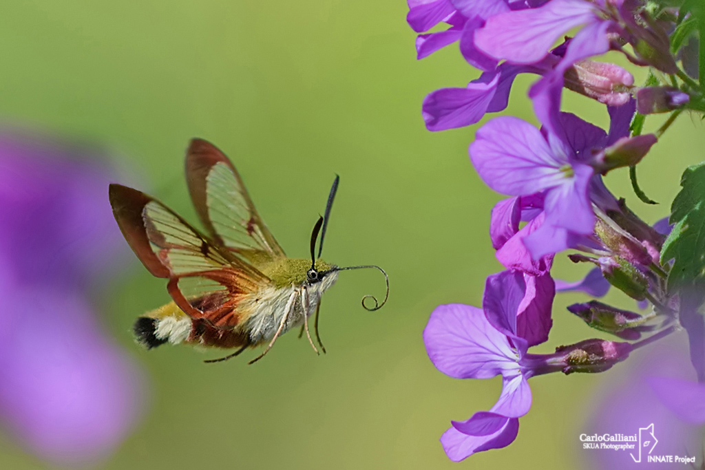 Hemaris fuciformis