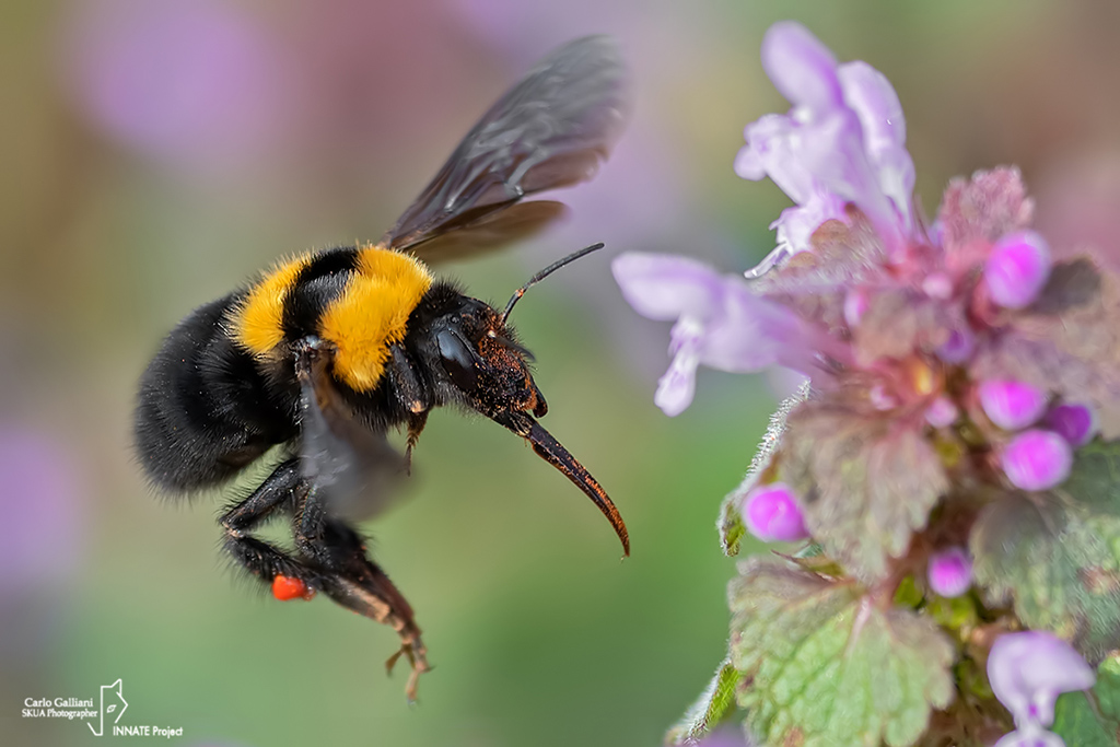 Apidae: femmina di Bombus argillaceus