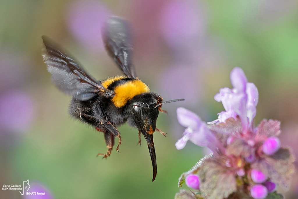 Apidae: femmina di Bombus argillaceus