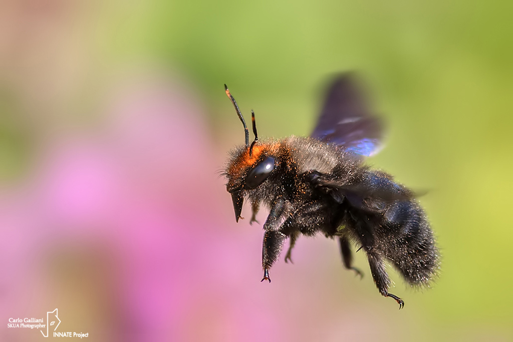 Apidae: maschio di Xilocopa violacea