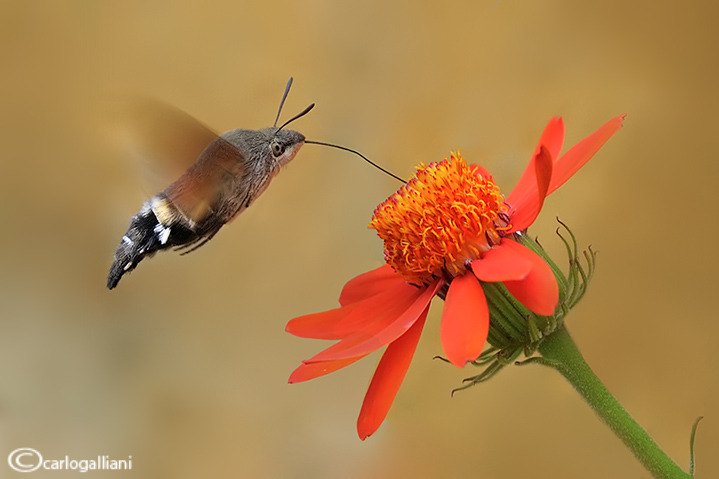 Sfinge del galio (Macroglossum stellatarum)