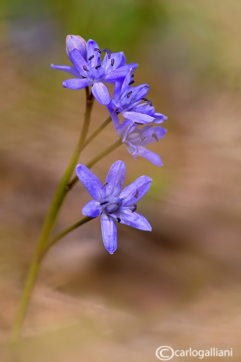 Primi fiori