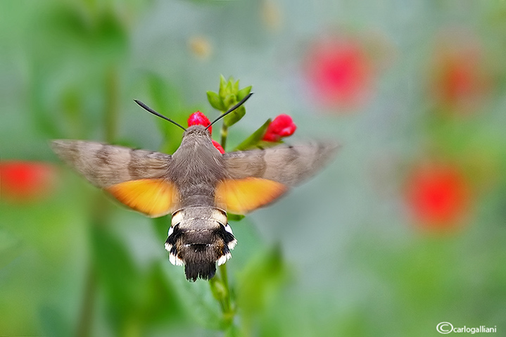 Sfinge del galio (Macroglossum stellatarum)