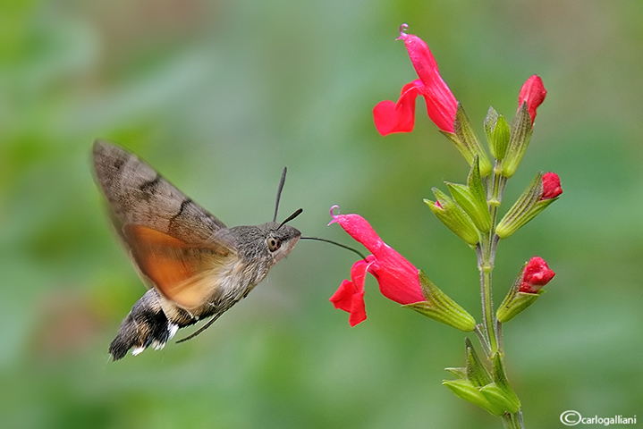 Sfinge del galio (Macroglossum stellatarum)