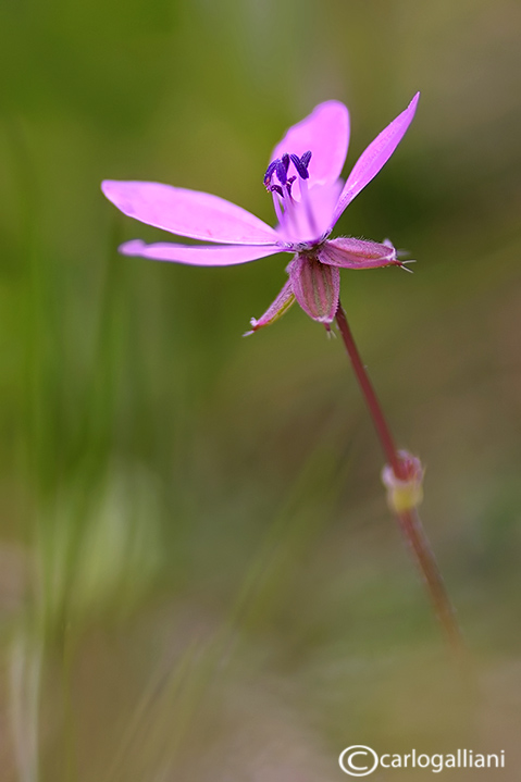 Primi fiori