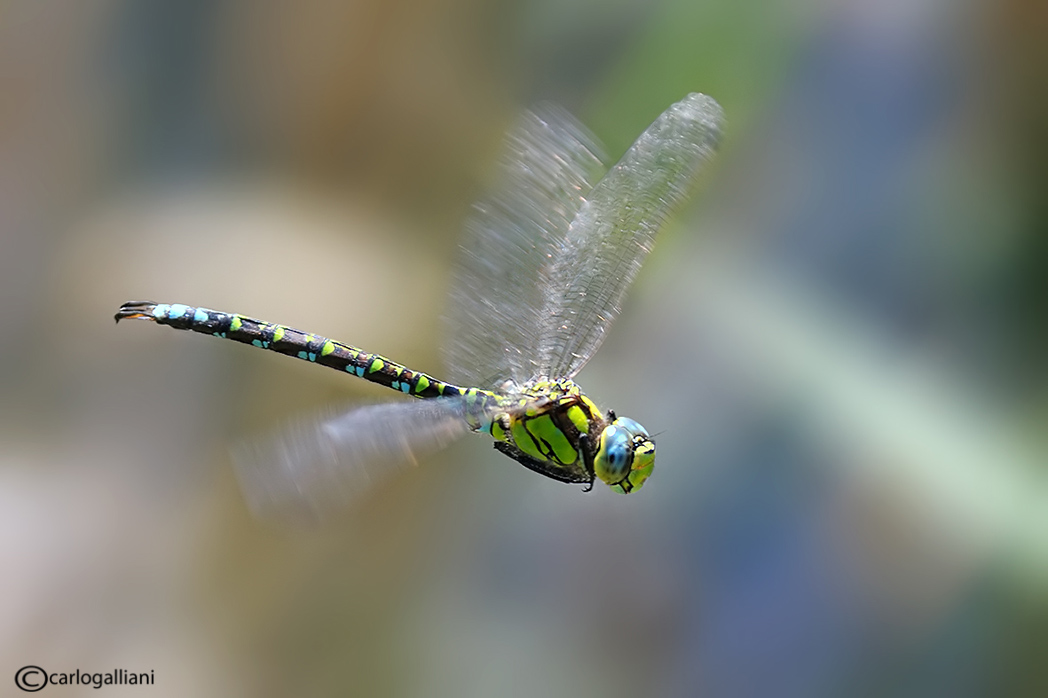 Aeshna cyanea in volo