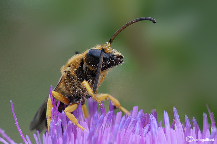 Halictus scabiosae (maschio)