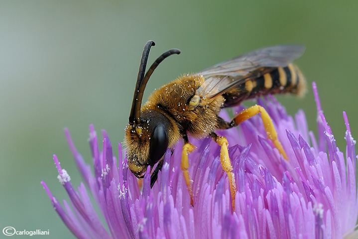 Halictus scabiosae (maschio)