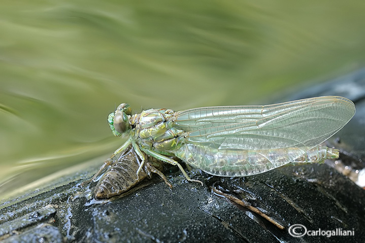 Neosfarfallata di Onychogomphus