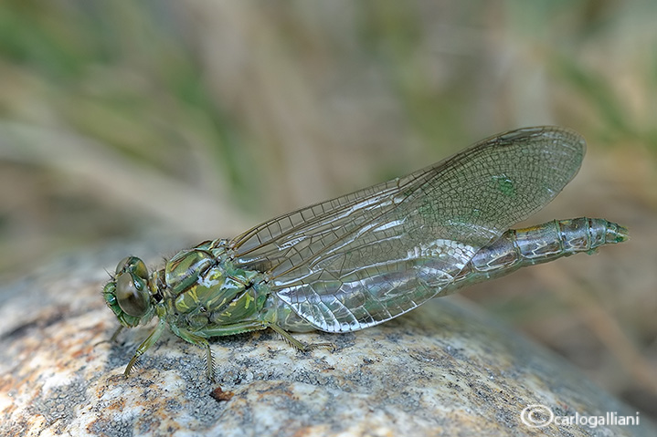 Neosfarfallata di Onychogomphus