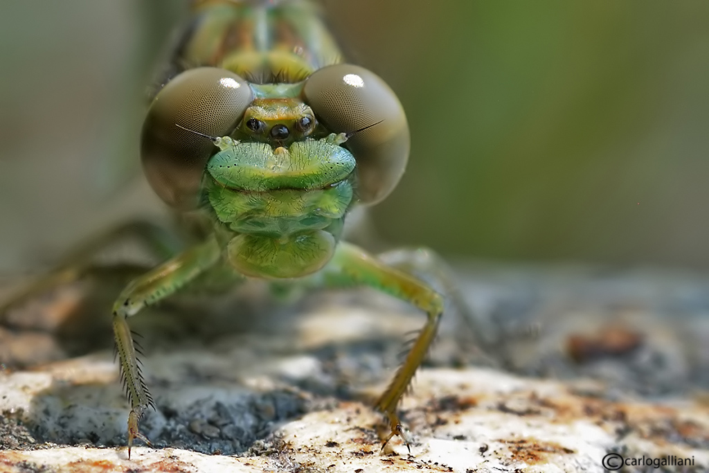 Neosfarfallata di Onychogomphus