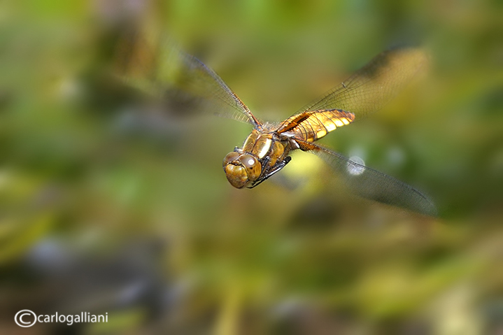 Libellula depressa ....o Fulva ??