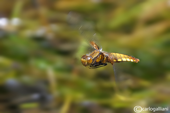 Libellula depressa ....o Fulva ??