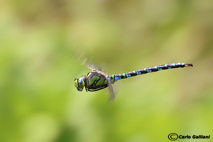 Aeshna cyanea in volo