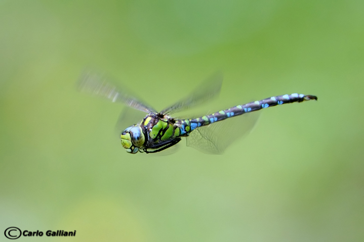 Aeshna cyanea in volo