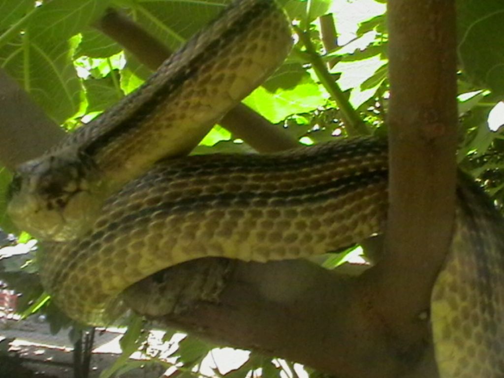 elaphe quatorlineata in giardino