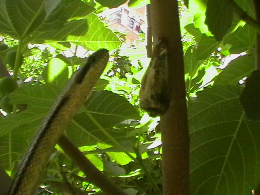 elaphe quatorlineata in giardino