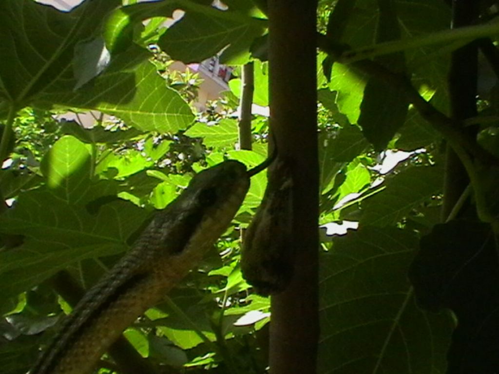 elaphe quatorlineata in giardino