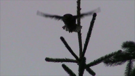 Civetta nana in volo