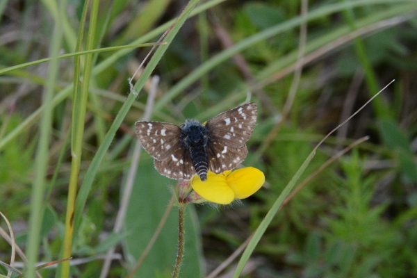 Hesperiidae: Spialia sertorius