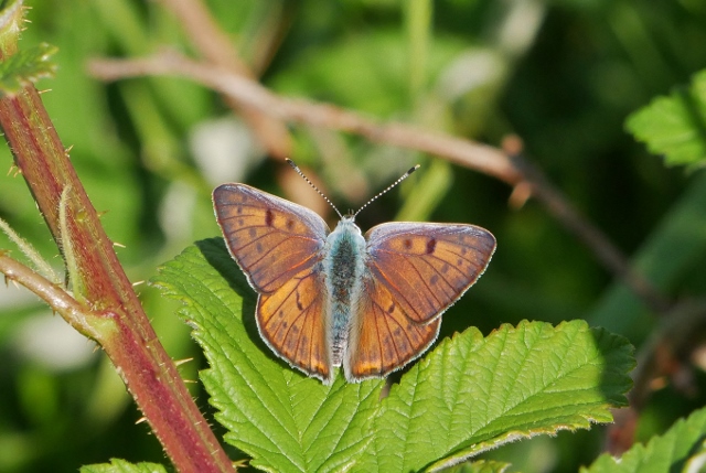 Lycaena da identificare: Lycaena alciphron, maschio e femmina