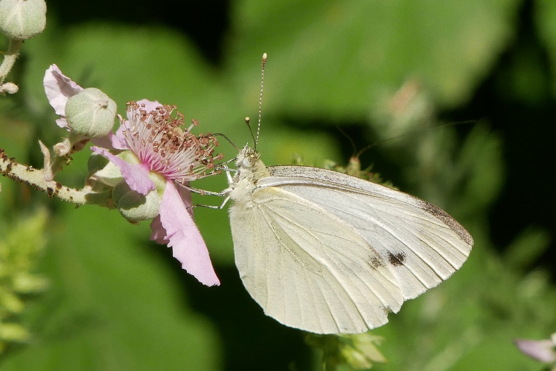 Pieridae da identificare - Pieris napi