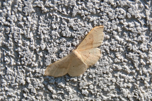 falena da identificare:  Idaea degeneraria