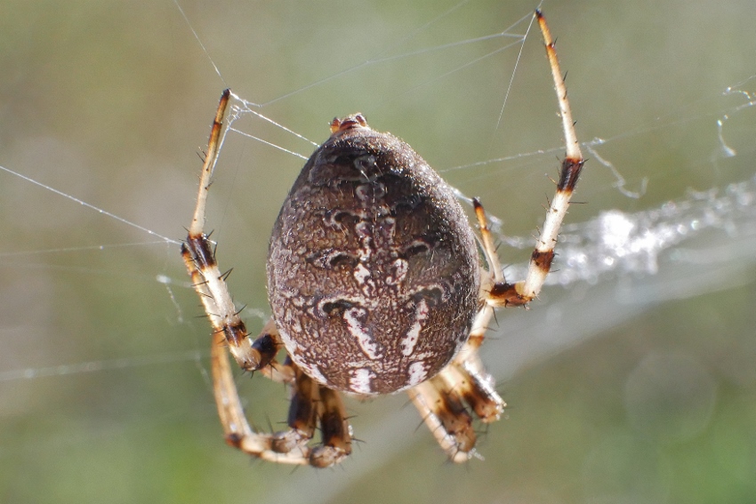 Araneidae: Neoscona byzanthina - Isola Fossara (PG)