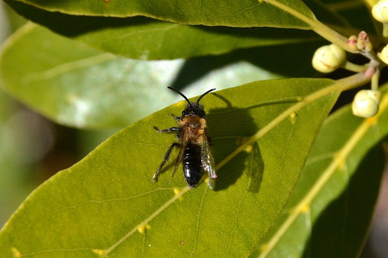 Andrena cfr. thoracica, maschio