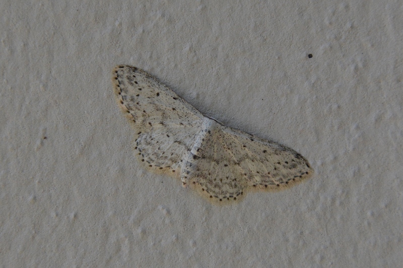 Geometridae da identificare:  Idaea seriata