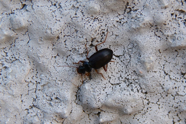 Carabidae: Calathus ?  No, Leistus cfr. fulvibarbis