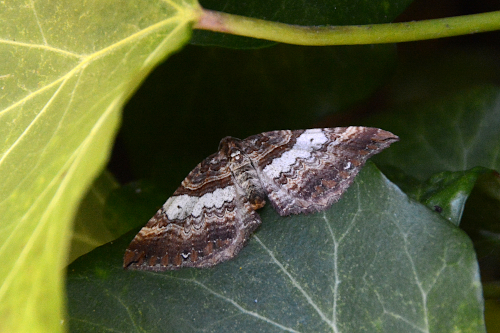 Geometridae: possibile Xanthorhoe? No, Earophila badiata