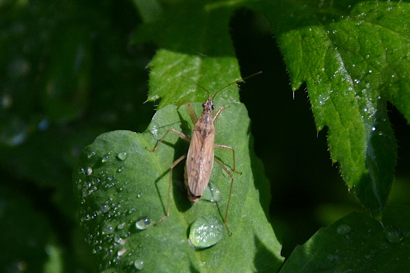 Altro Alydiidae ? No, Nabidae: Nabis sp.