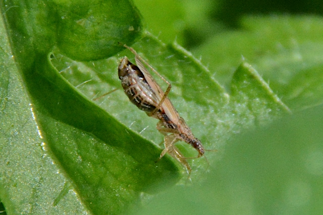 Altro Alydiidae ? No, Nabidae: Nabis sp.