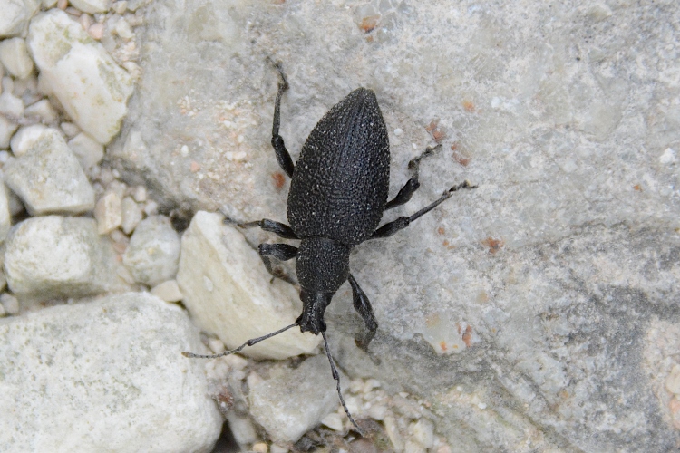 Curculionidae: probabile Otiorhyncus ?