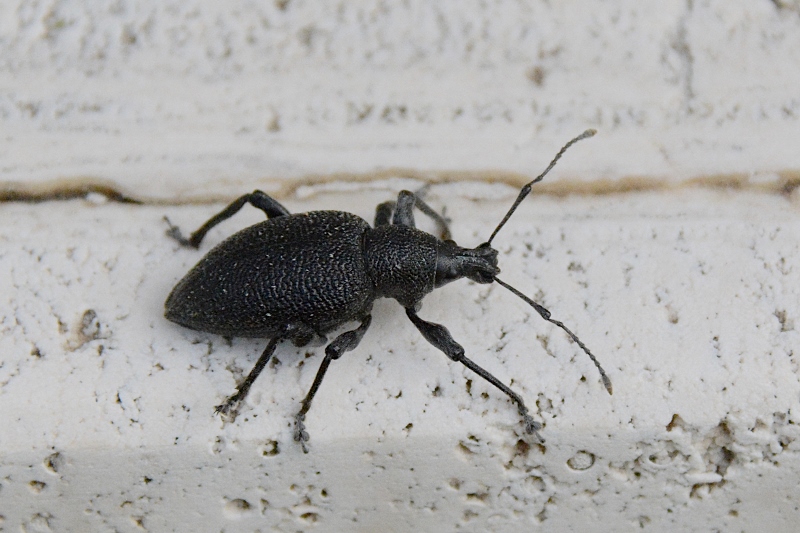 Curculionidae: probabile Otiorhyncus ?