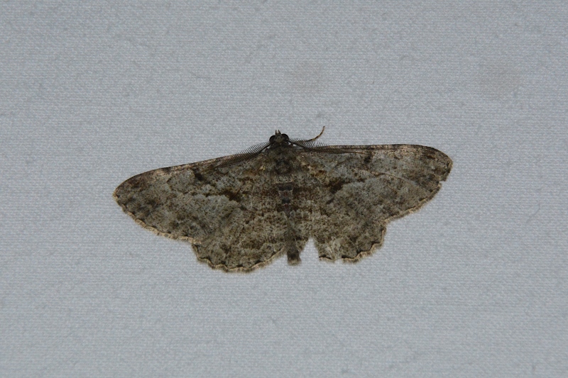 Geometridae: Peribatodes rhomboidaria e esemplare non det.