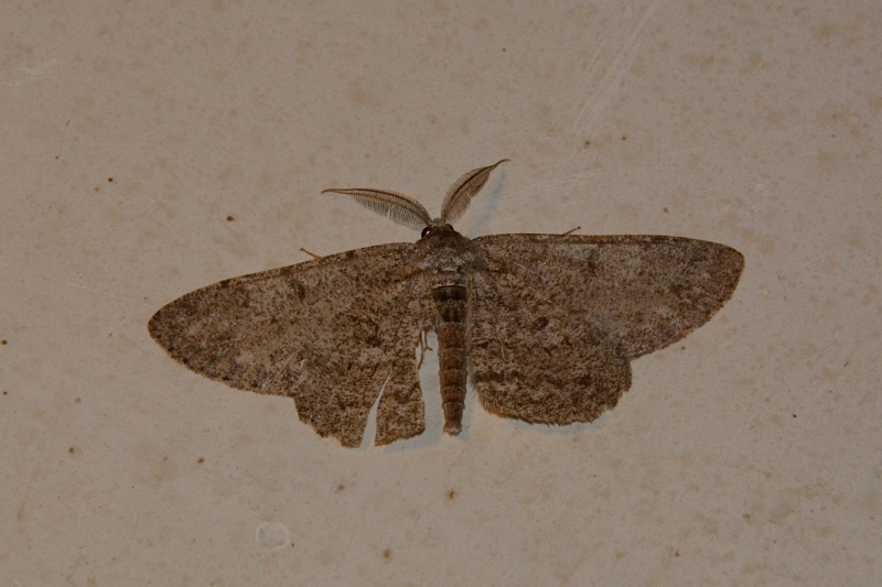 Geometridae: Peribatodes rhomboidaria e esemplare non det.