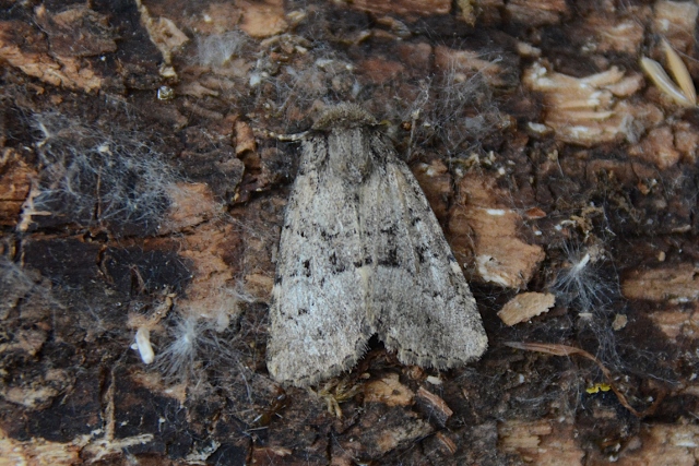 Noctuidae: Clemathada calberlai (cfr.)