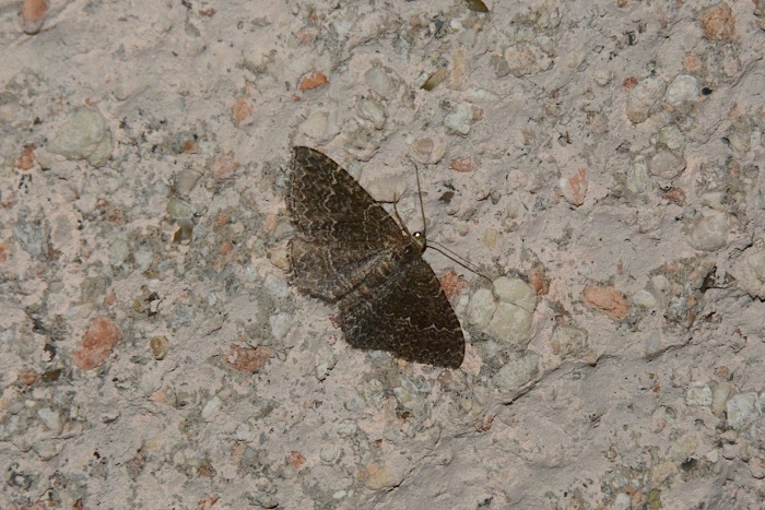 Geometridae: Catachysme riguata