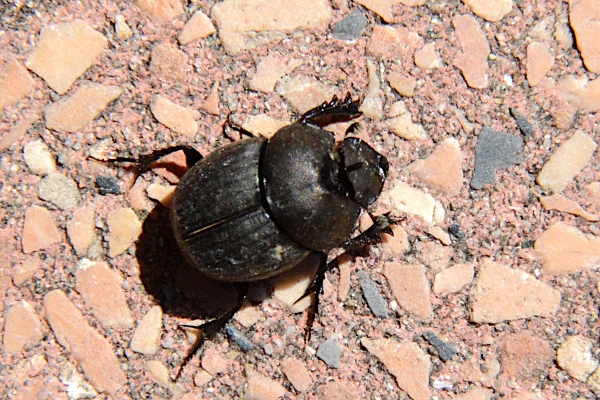 scarabaeidae: Onthophagus verticicornis, maschio