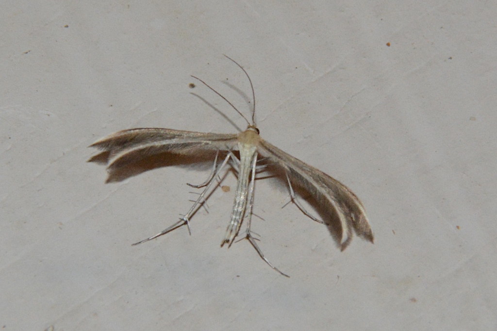 Pterophoridae: Merrifieldia sp.? S !