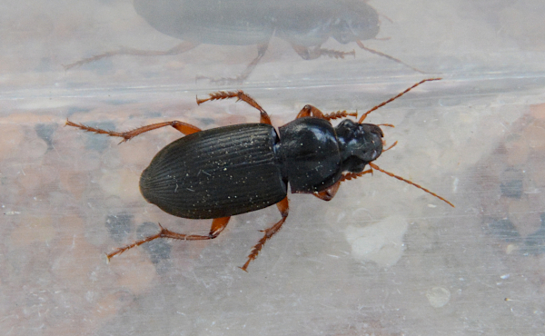 Carabidae: Harpalus ? No, Pseudoophonus rufipes