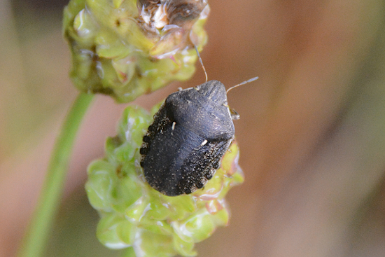 Scutelleridae: Eurygaster maura