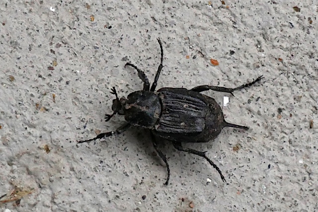 Scarabaeidae: femmina di Valgus hemipterus (Cetoniidae)